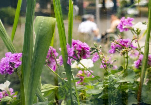 Fleurs