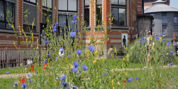 Site Horta en fleurs